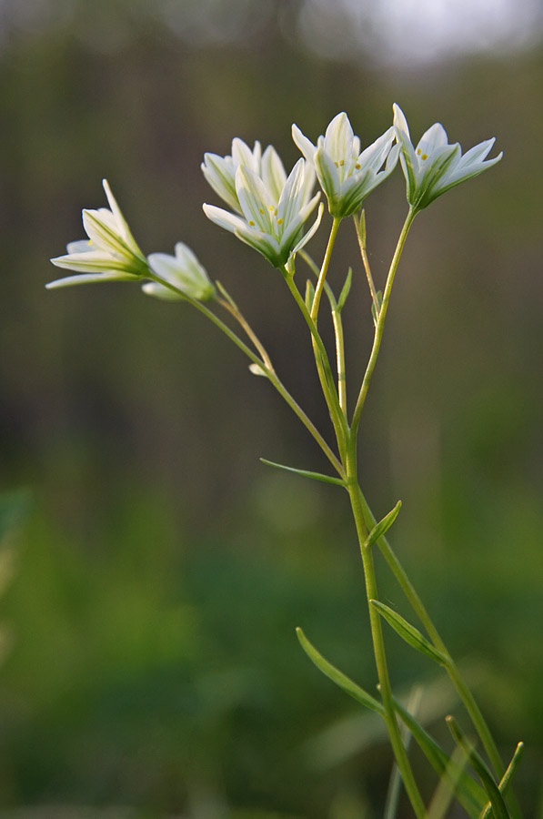 Image of Lloydia triflora specimen.