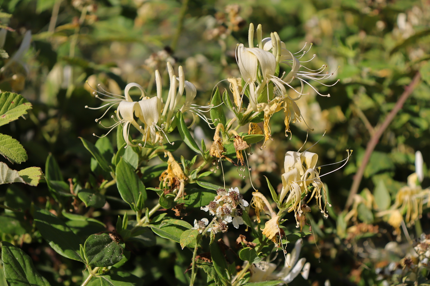 Image of Lonicera japonica specimen.