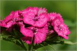 Dianthus barbatus. Соцветие. Московская обл., Раменский р-н, окр. дер. Хрипань, садовый участок. 16.06.2026.