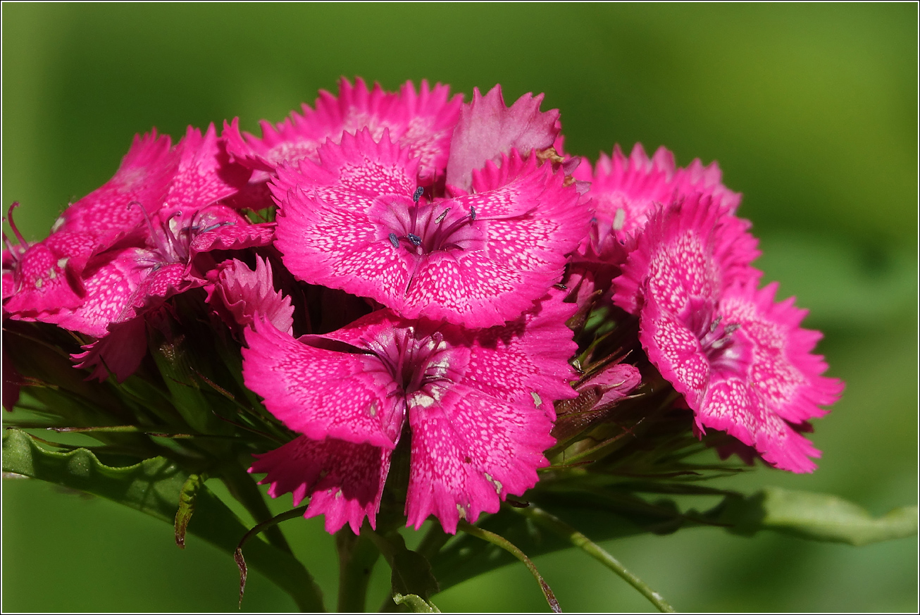 Изображение особи Dianthus barbatus.