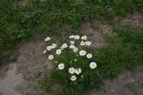 genus Leucanthemum