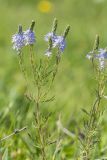 Veronica jacquinii. Верхушка растения с соцветиями. Ростовская обл., Мясниковский р-н, окр. с. Несветай, степной склон. 14.05.2026.