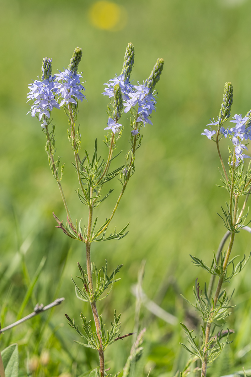 Image of Veronica jacquinii specimen.