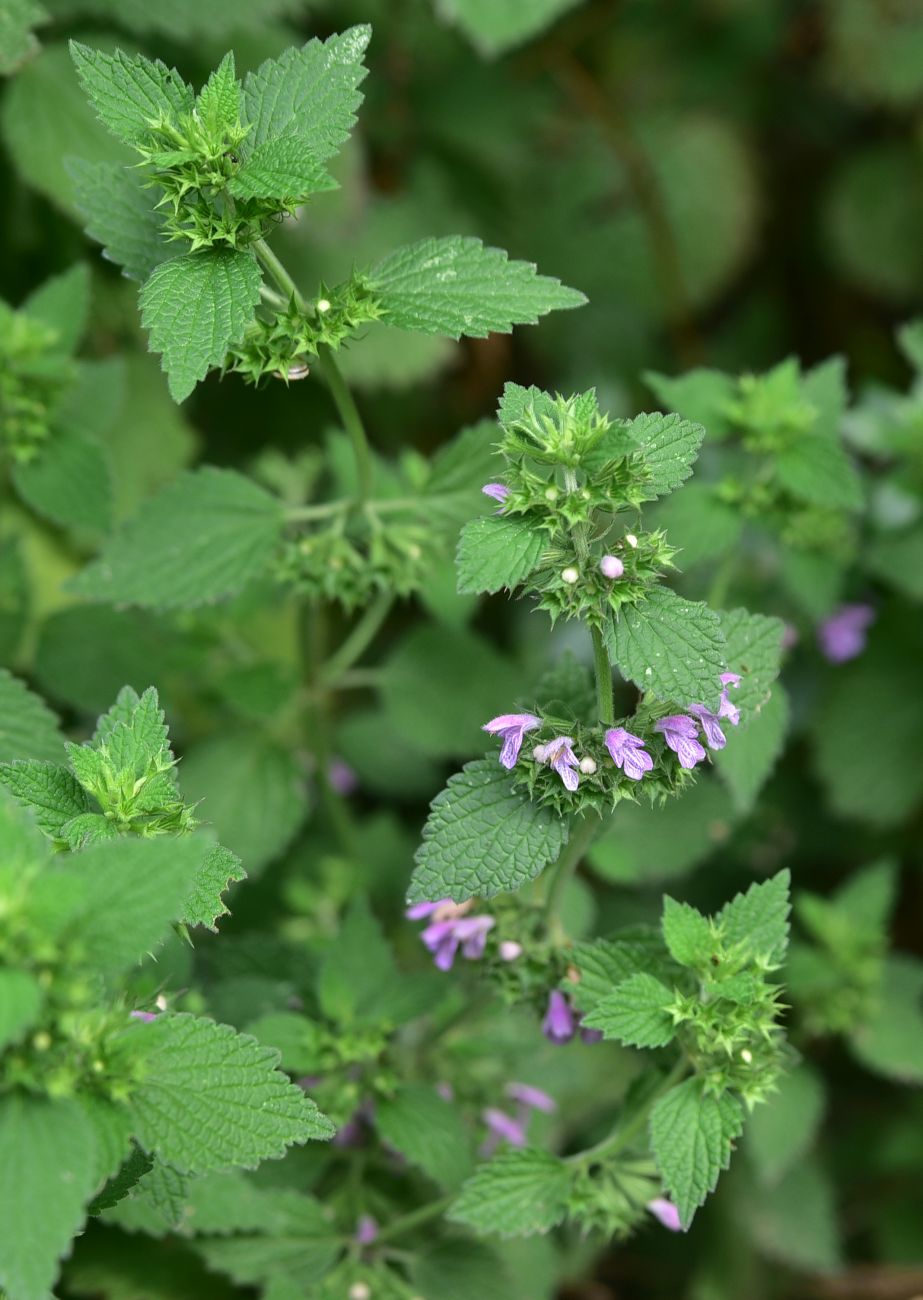Изображение особи семейство Lamiaceae.