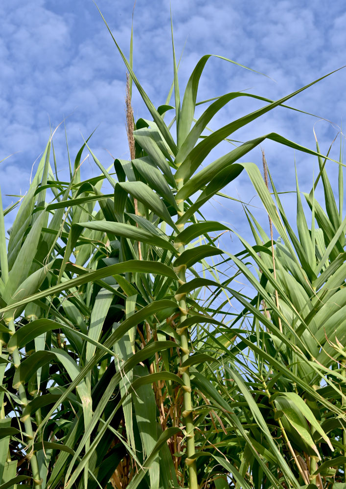 Изображение особи Arundo donax.