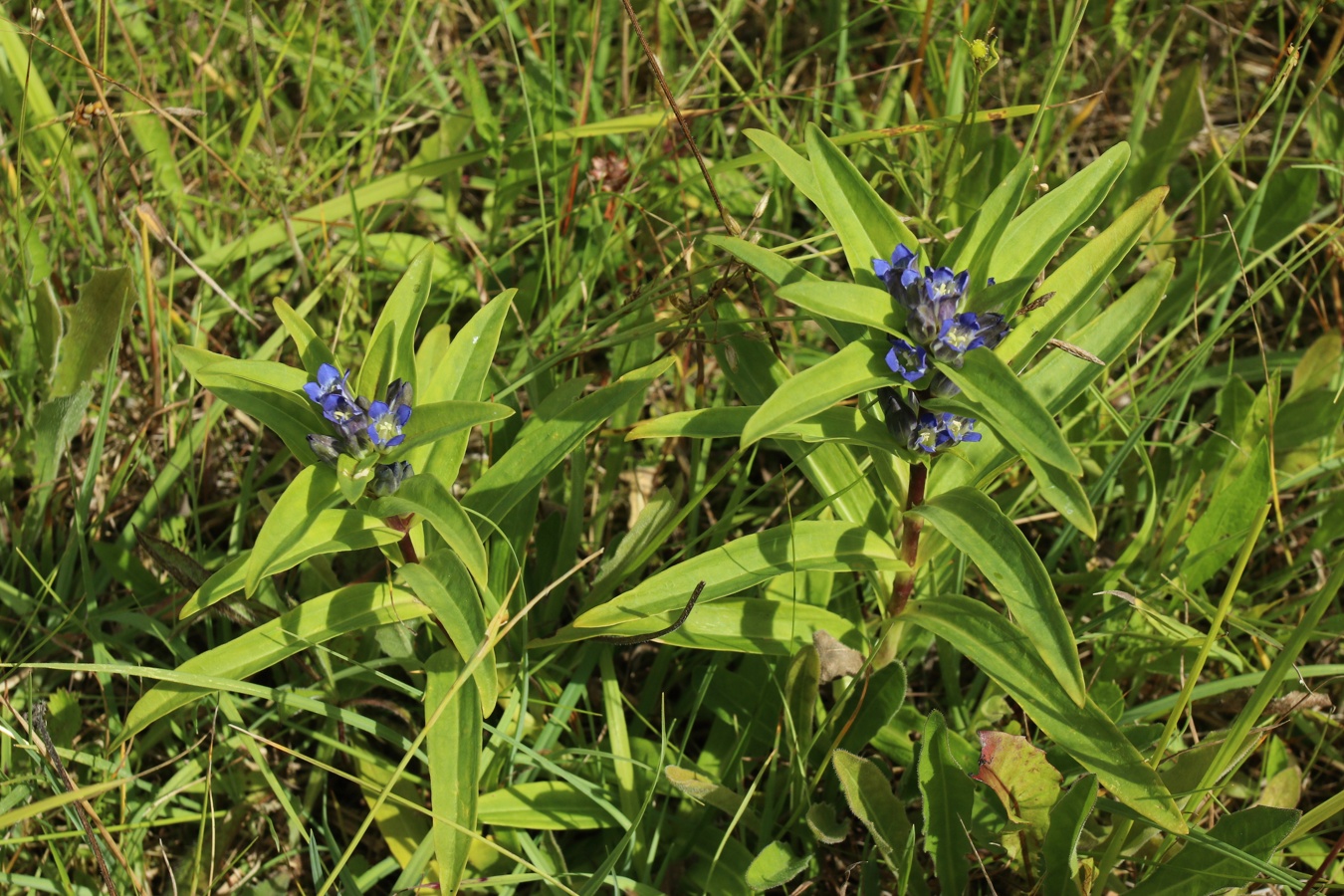 Image of Gentiana cruciata specimen.