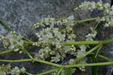 genus Aconogonon. Часть соцветия. Турция, ил Артвин, р-н Юсуфели, левый берег р. Бархал-Чайи над порогом, выс.1800 м н.у.м., скальная полка. 14 июня 2026 г.