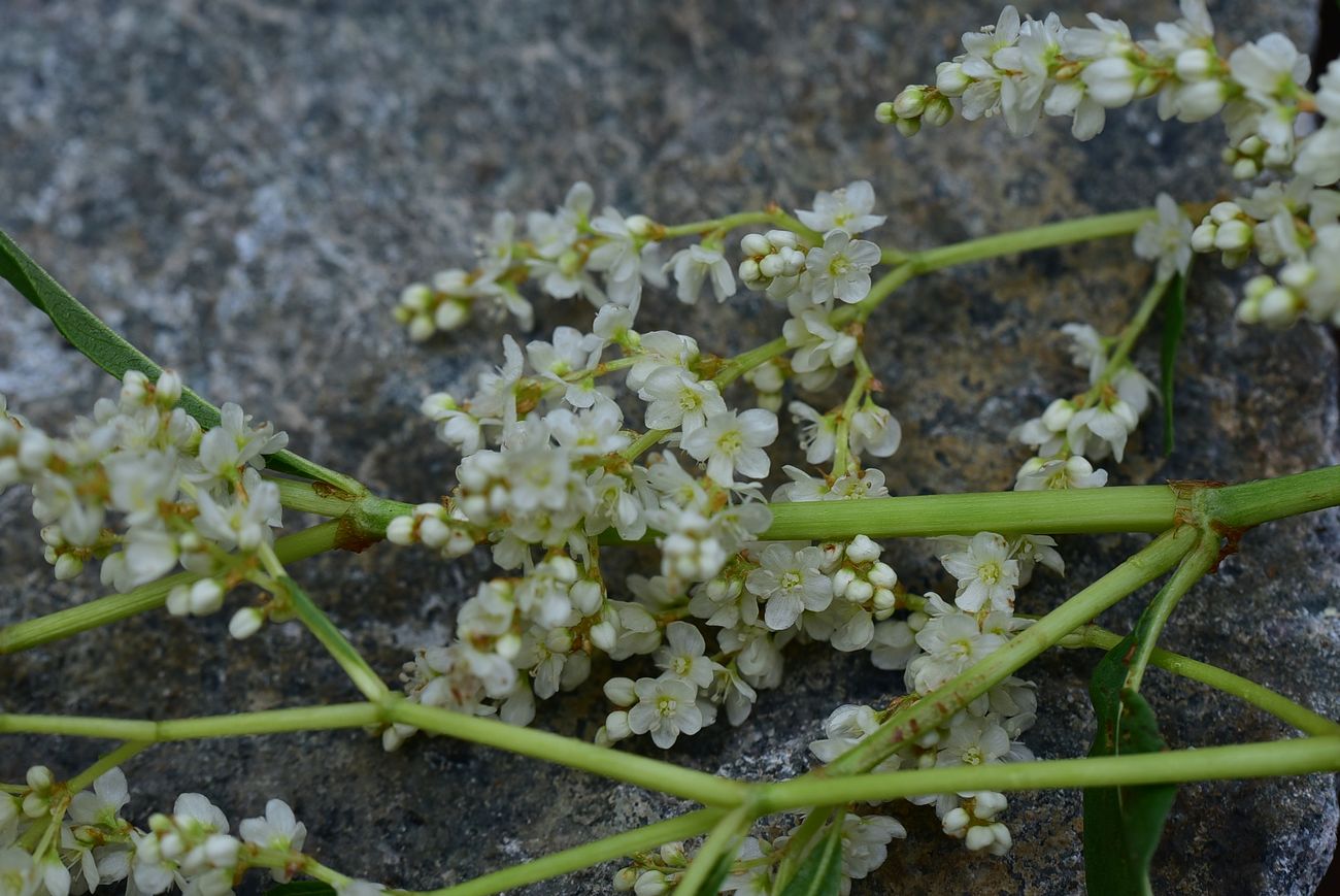 Image of genus Aconogonon specimen.