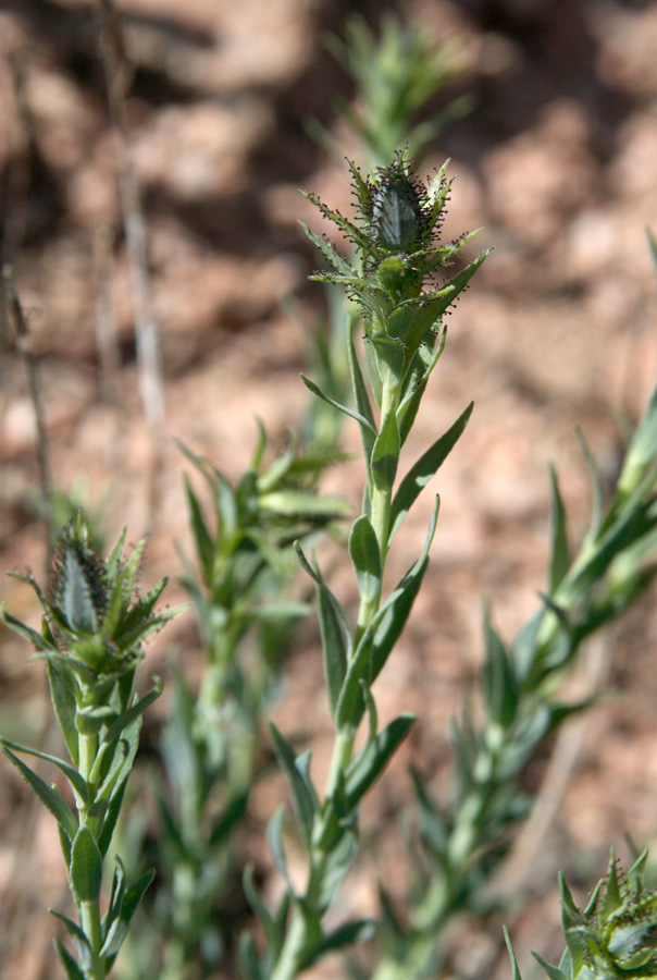 Image of Linum olgae specimen.