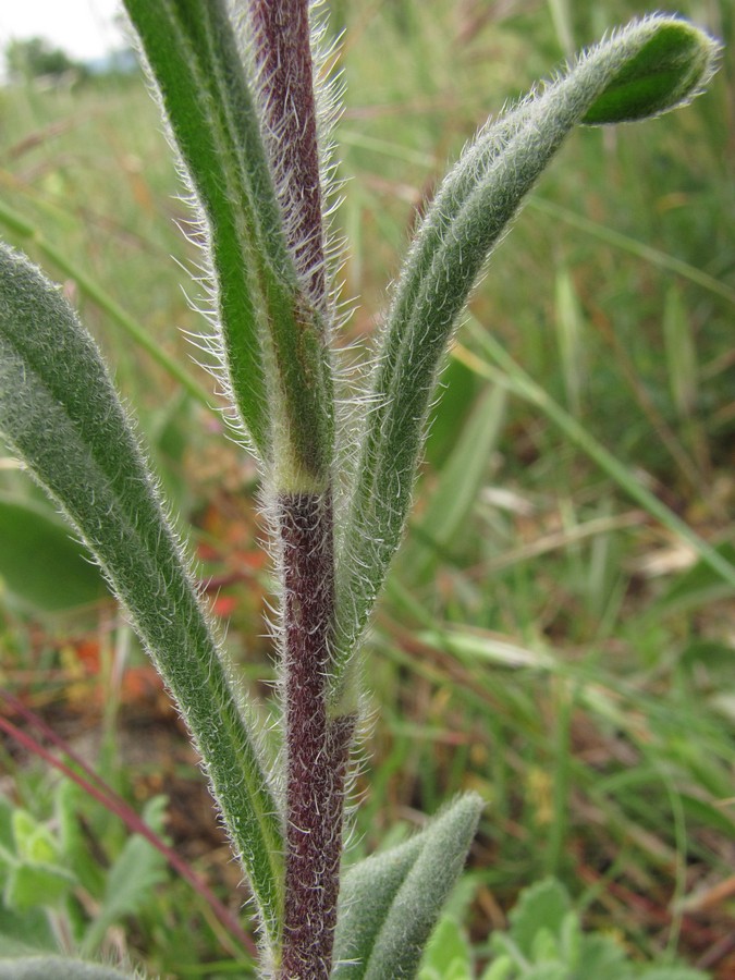 Image of Onosma taurica specimen.