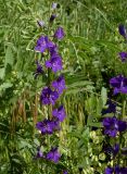 Delphinium ajacis. Соцветие. Ростовская обл., дельта Дона, окр. г. Азов. 31 мая 2011 г.
