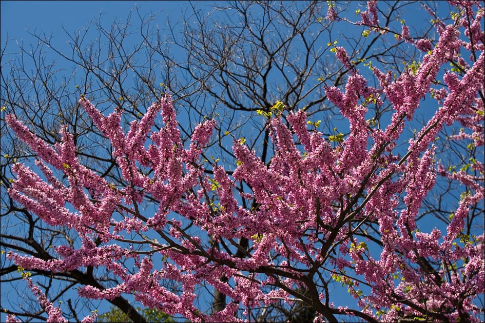 Image of Cercis siliquastrum specimen.