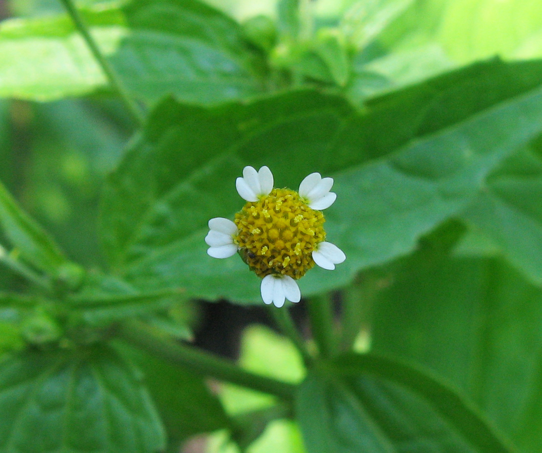 Image of Galinsoga parviflora specimen.