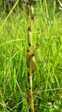 Anacamptis laxiflora ssp. elegans