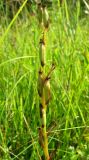 Anacamptis laxiflora ssp. elegans