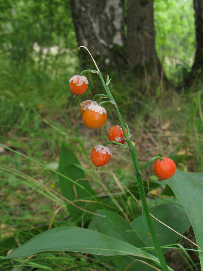 Изображение особи Convallaria majalis.