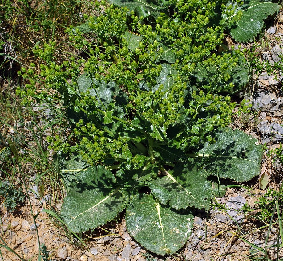 Image of Cousinia alberti specimen.