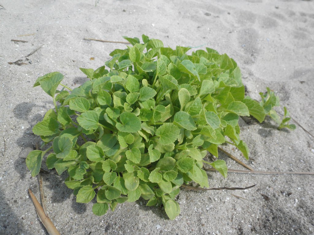 Image of familia Cucurbitaceae specimen.