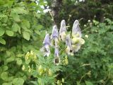 Aconitum confertiflorum