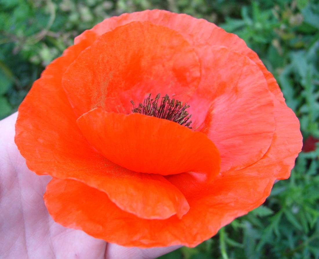 Image of Papaver rhoeas specimen.