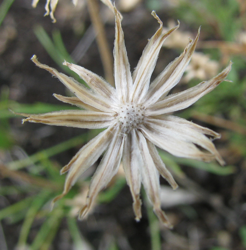 Image of Arctogeron gramineum specimen.