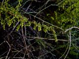 Artemisia monosperma. Веточка с соцветиями. Израиль, Шарон, г. Герцлия, высокий берег Средиземного моря. 12.10.2009.