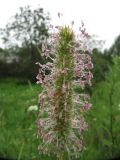 Phleum pratense