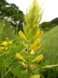 Melampyrum argyrocomum