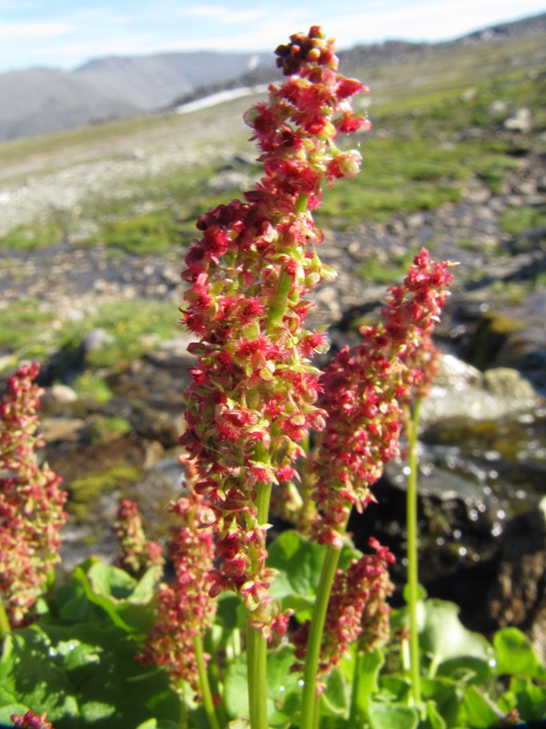 Image of Oxyria digyna specimen.