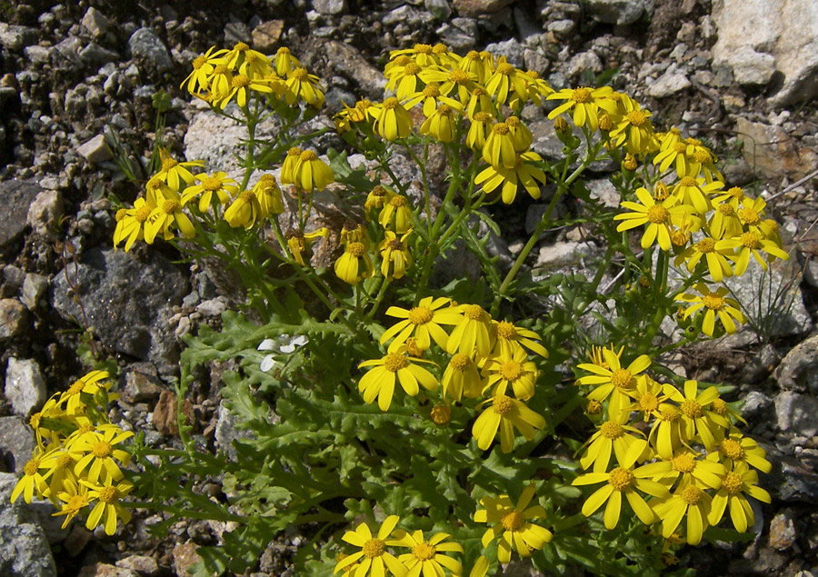 Image of Senecio sosnovskyi specimen.