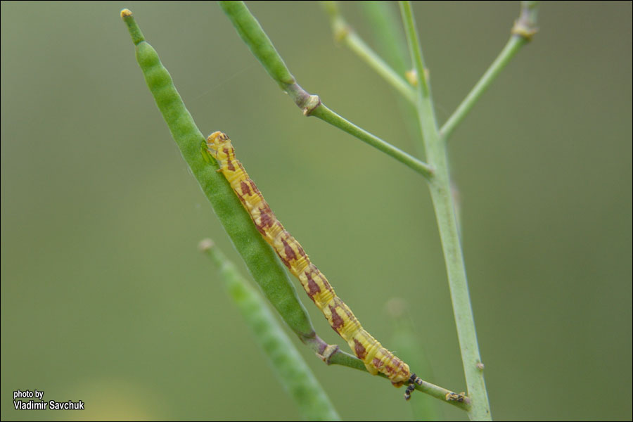 Image of Diplotaxis tenuifolia specimen.