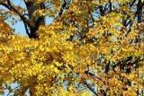 Tilia cordata. Часть кроны с листьями в осенней окраске. Московская обл., Раменский р-н, окрестности д. Хрипань, группа деревьев на лугу. 24.09.2007.