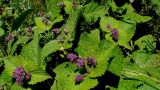 Salvia verticillata