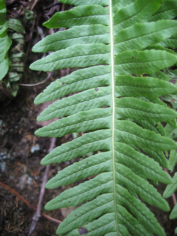 Изображение особи Polypodium kamelinii.