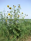 Helianthus lenticularis