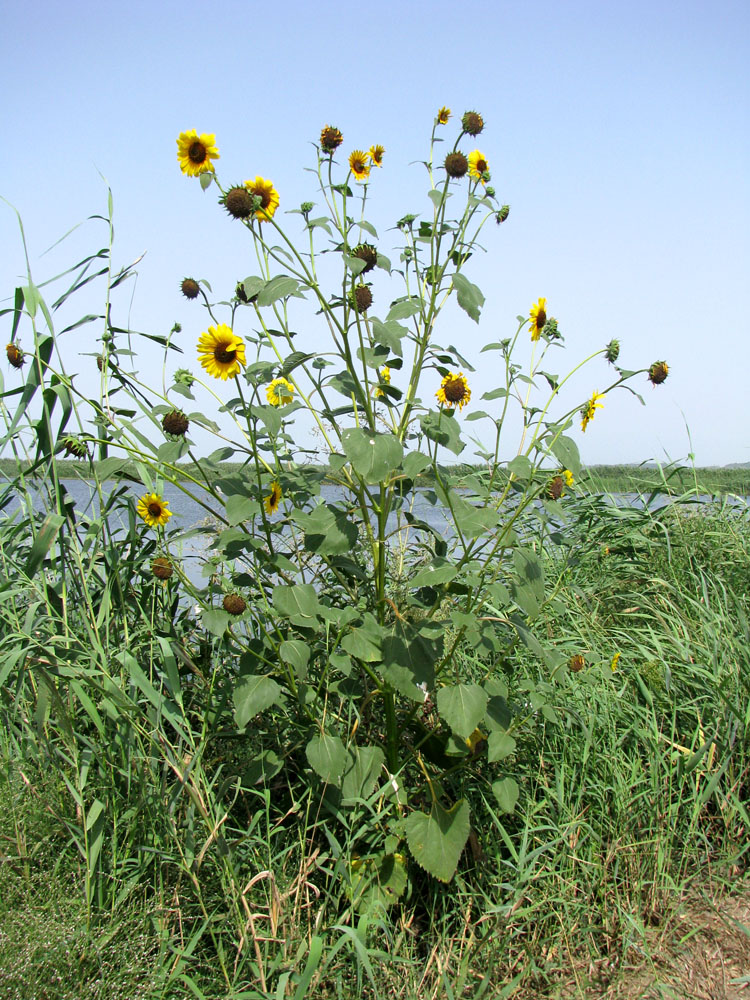 Изображение особи Helianthus lenticularis.