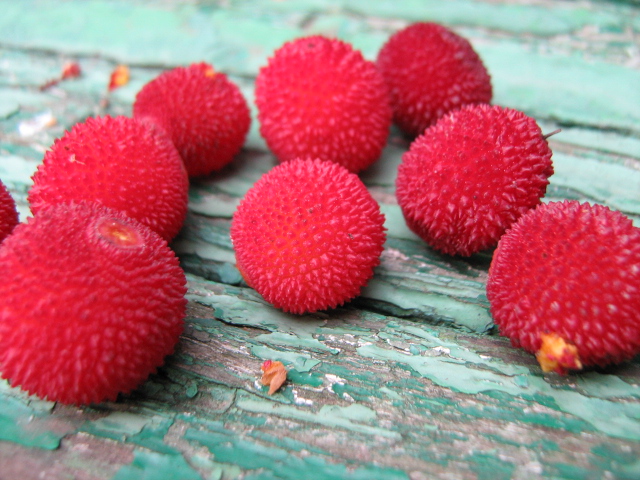 Image of Arbutus unedo specimen.