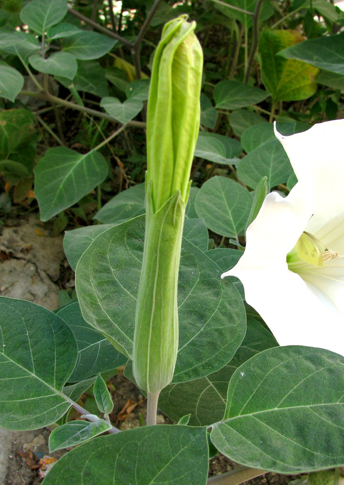 Image of Datura wrightii specimen.