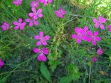 Dianthus deltoides