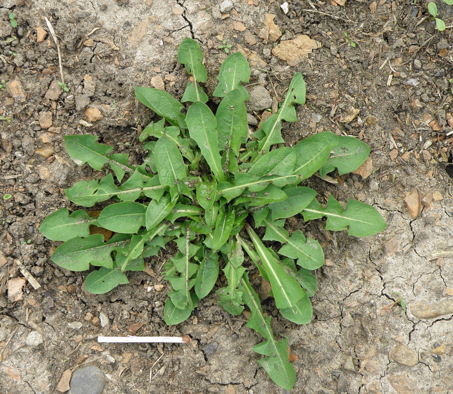 Image of genus Taraxacum specimen.