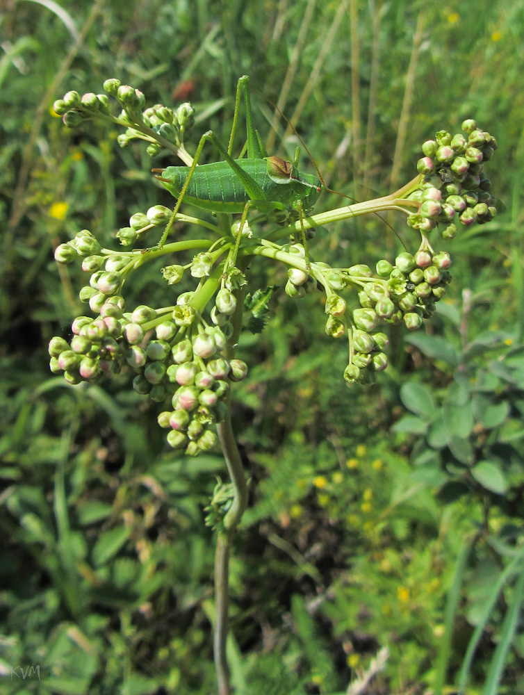 Image of Filipendula vulgaris specimen.