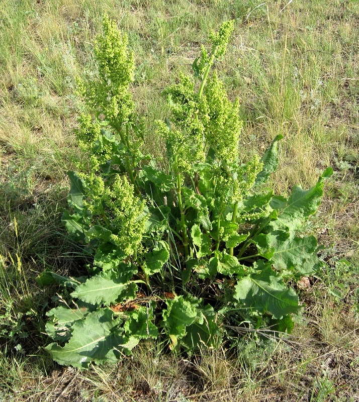 Image of Rumex confertus specimen.