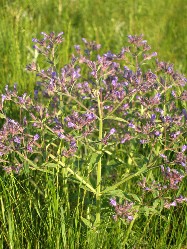 Image of Nepeta ucranica specimen.