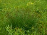 Carex schmidtii
