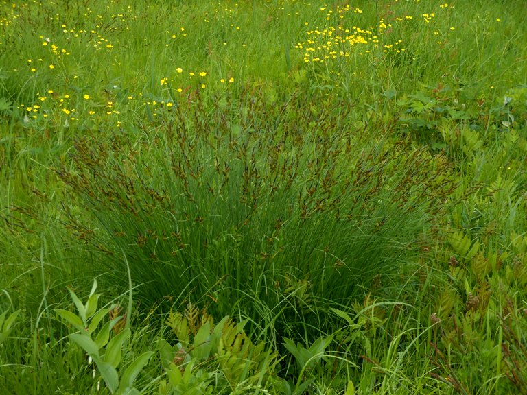 Image of Carex schmidtii specimen.