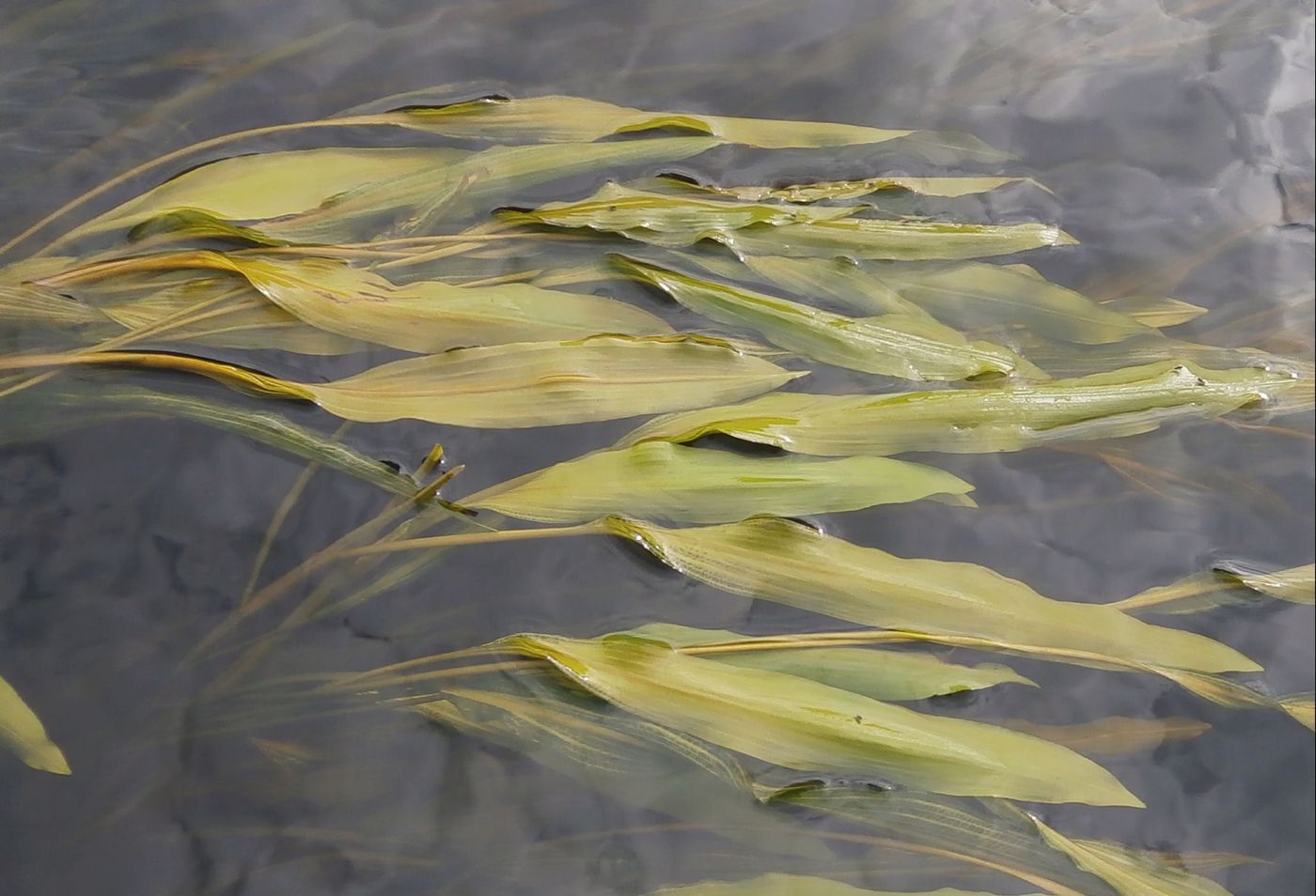 Image of Potamogeton &times; sparganiifolius specimen.