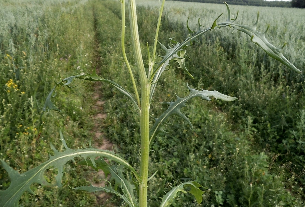 Image of Crepis tectorum specimen.