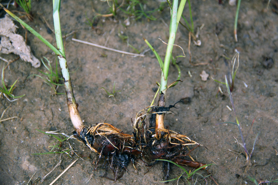 Image of Bolboschoenus maritimus var. compactus specimen.