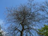 Catalpa bignonioides