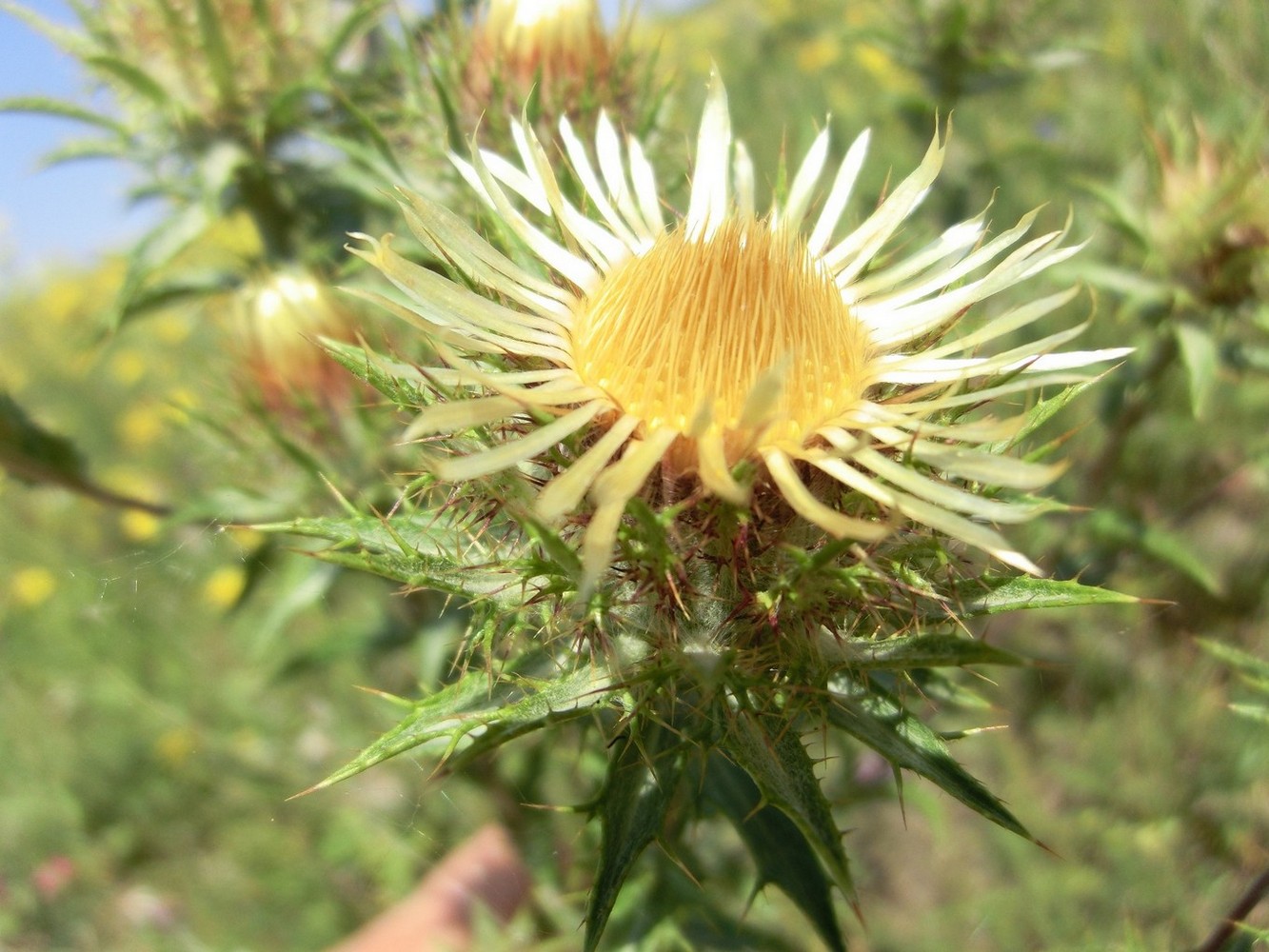 Image of Carlina vulgaris specimen.